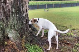 A close up of a dog searching a tree.